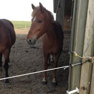 New Forest Elmholts Chasse'