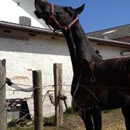 Frieser Fairytale Terplinggaard