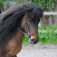 Islænder Perla fra Gultentorp