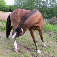 Welsh Pony (sec B) Asti