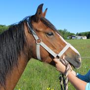 Welsh Pony (sec B) Asti