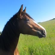 Welsh Pony (sec B) Asti