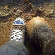 Traver Mister Merlin