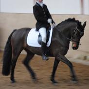 Anden særlig race Sandy