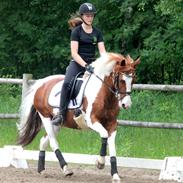 Pinto Låddenhøjs Zioux