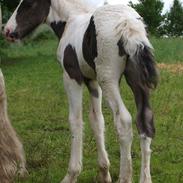 Irish Cob Beer's Mr. Prezident