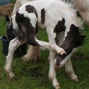 Irish Cob Beer's Mr. Prezident