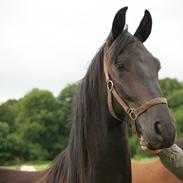 Barockpferd Kilgast's Black Hawk (Holger)