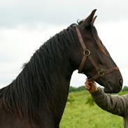 Barockpferd Kilgast's Black Hawk (Holger)