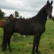 Barockpferd Kilgast's Black Hawk (Holger)