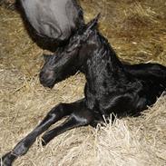 Barockpferd Kilgast's Black Hawk (Holger)