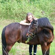 Welsh Pony (sec B) Korreborg's Sonny Boy " SOLGT" :(