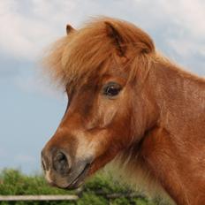 Shetlænder *Stjernens Alicia*
