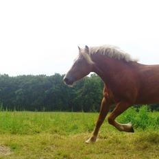 Haflinger Albert