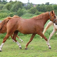 Tysk Sportspony Fredens Dornica