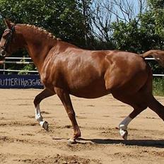 Tysk Sportspony Fredens Dornica