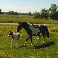 Anden særlig race Brahsal's Amazing Manduco