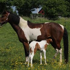 Anden særlig race Brahsal's Amazing Manduco