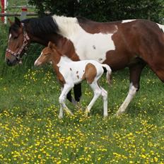 Anden særlig race Brahsal's Amazing Manduco