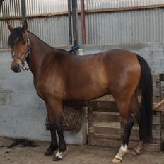 Welsh Partbred (Sec F) Eowyns First Rose