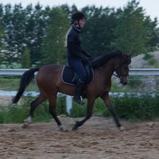 Welsh Partbred (Sec F) Eowyns First Rose