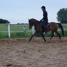 Welsh Partbred (Sec F) Eowyns First Rose