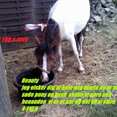 Anden særlig race Beauty