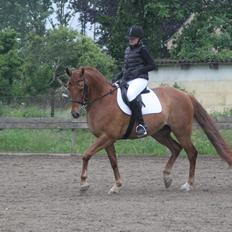 Anden særlig race Zoya