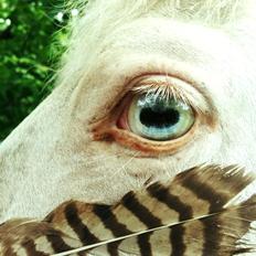 Anden særlig race Claus (Snowboy)