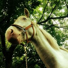 Anden særlig race Claus (Snowboy)
