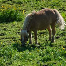 Anden særlig race Alberte *Bette skid*