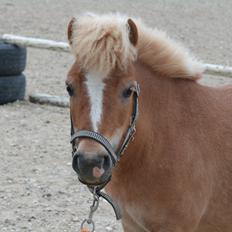 Anden særlig race Alberte *Bette skid*