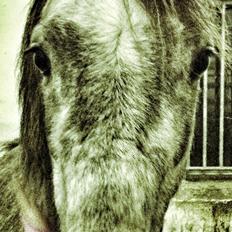 Welsh Pony (sec B) Shieloh Sky (solgt)