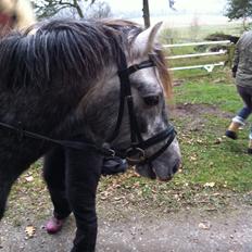 Welsh Pony (sec B) Shieloh Sky (solgt)
