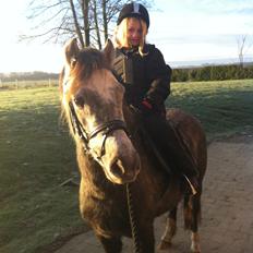 Welsh Pony (sec B) Shieloh Sky (solgt)