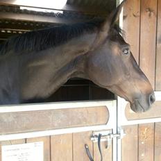 Dansk Varmblod Vestergaards Kamira