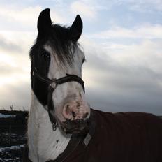 Irish Cob Lucky Luke