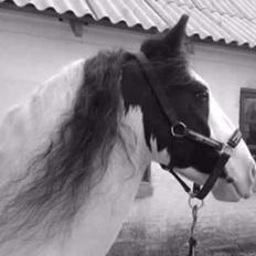 Irish Cob Lucky Luke