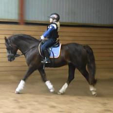 Welsh Pony af Cob-type (sec C) Felinmor Grand Slam