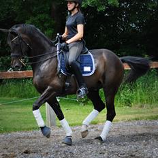 Dansk Varmblod Høagergaard's Dark Force