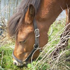 Anden særlig race waliska