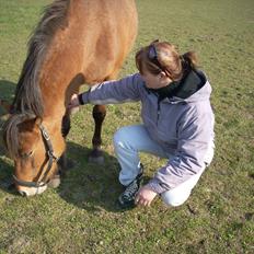 Anden særlig race waliska