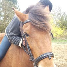 Anden særlig race waliska