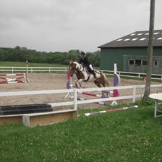 Hollandsk Sportspony Nelly