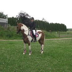 Hollandsk Sportspony Nelly