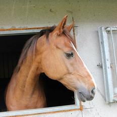Anden særlig race Lions
