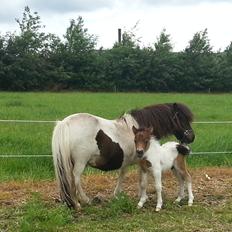 Dansk Miniature Sønderhedens Final Z