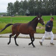 Anden særlig race Åbygårds Belchitana