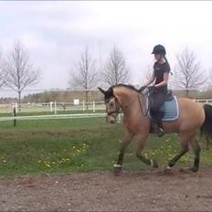 New Forest Lopik's Aiko