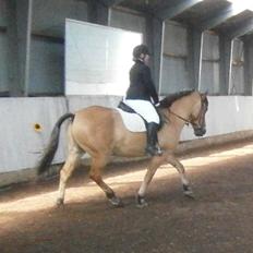 Anden særlig race Lukas